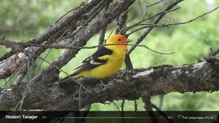 Western Tanager Song [upl. by Nitas938]