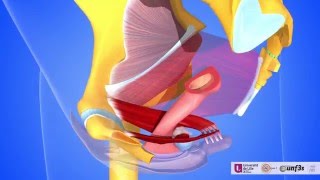 Les muscles des parois internes de la cavité pelvienne [upl. by Akenaj]