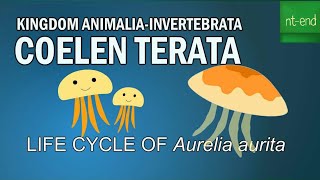 Phyllum Coelenterata Life Cycle Aurelia Jellyfish biology lifecycles coelenterata ntend6435 [upl. by Nalyac]