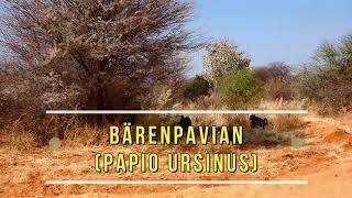 Namibia  Bärenpavian Papio ursinus [upl. by Latsryk]