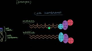 Archaea  Biological Classification  Biology  Khan Academy [upl. by Bates]