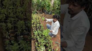 తులసి మొక్కలు 2024 garden चुनाव2023 gardenplants తెలుగుతోట1 plants [upl. by Amorete]