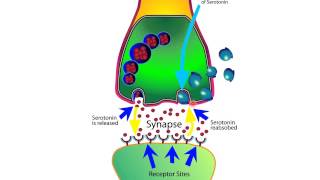 How SSRIs Work [upl. by Mylander980]