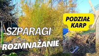 Uprawa szparag Jak rozmnażać szparagi  Podział karp szparagi Szparagi z nasion [upl. by Ecinrev]