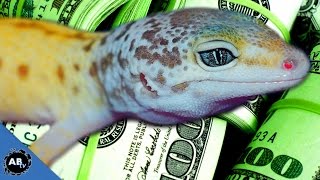 10000 LEOPARD GECKO SnakeBytesTV [upl. by Ivo]