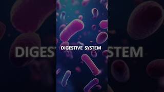 Digestive system  Alimentary Canal viralvideo shorts trending shortfeed [upl. by Gnolb863]