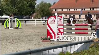 Clooney  Show Jumper  Casallco  2018  Gelding [upl. by Krisha738]