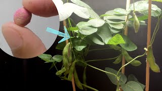 Edamame Timelapse [upl. by Calvano329]