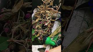 How to collect Gomphrena plant seeds easyhomegardening plantseeds gardeningideas [upl. by Anwahs]