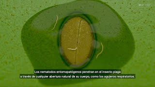 Nematodos entomopatógenos así matan a las orugas [upl. by Ardnyk8]