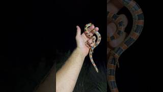 the LongNosed Snake [upl. by Bohs]