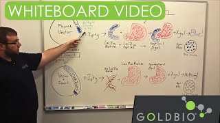 BlueWhite Screen  Alpha Complimentation Whiteboard Talk [upl. by Eem]