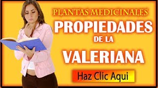 Propiedades de la Valeriana descubre los beneficios medicinales de La Valeriana [upl. by Vadnee]