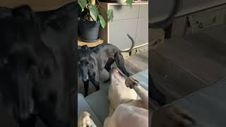 Whippet vs pitbull [upl. by Ocirled]