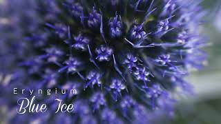 Eryngium Blue Ice  Esmeralda Farms [upl. by Ainoz123]