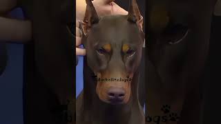 this dog😍 trend dog fyp popular doberman showline blackeditzdogs goviral [upl. by Inar]