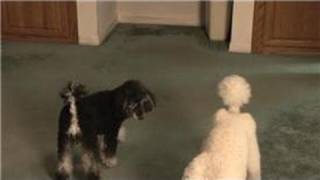 Carpet Cleaning  How to Remove a SetIn Dog Smell from a Carpet at Home [upl. by Henden]