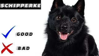 Schipperke Pros And Cons  Everything you need to know  Decision making video [upl. by Ecadnac899]