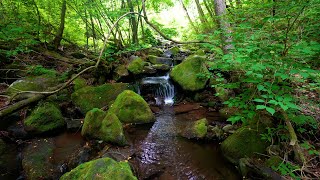 Calming Forest Sounds Birds Chirping Babbling Brook Nature Sounds ASMR [upl. by Altaf]