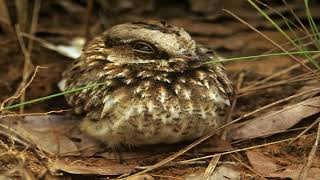 Discover the Enigmatic Whitewinged Nightjar A Nocturnal Marvel with a Froglike Serenade [upl. by Elleinet]