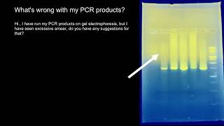 PCR and Gel Electrophoresis troubleshooting [upl. by Loleta86]