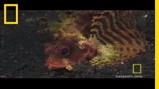 Exploring the Reef with JeanMichel Cousteau [upl. by Enilatan]