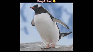 Why Do Penguins Throw Poop Away 🤔 [upl. by Waddington]