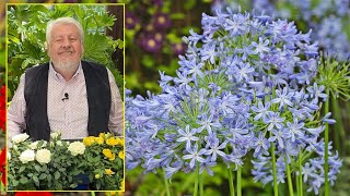 AGAPANTHES OU LIS BLEUS D’AFRIQUE DES FLEURS POUR ENCHANTER L’ÉTÉ Le quotidien du jardin N°192 [upl. by Gussi307]