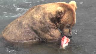 Alaska grizzly bear eating salmon [upl. by Doane728]