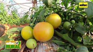 Abc Rural Control de ralstonia en cultivo de tomate [upl. by Ierbua758]