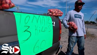 Venimos a la ciudad a ofrecer tomate barato dice productor gomezpalatino ante alza de precios [upl. by Hcab]