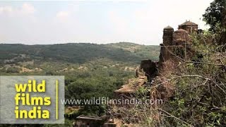 View of Ranthambhore Fort  Sawai Madhopur Rajasthan [upl. by Wetzell300]