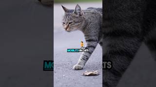 This Medicine Is A Must For Elderly Cats shorts [upl. by Anahsak]