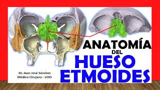 🥇 HUESO ETMOIDES Anatomía Fácil Rápido y Sencillo [upl. by Cyrano]