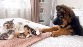 German Shepherd Puppy Meets Mom Cat with Newborn Kittens for the First Time [upl. by Hettie746]