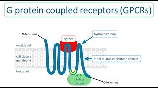 G protein coupled receptors How they transduce extracellular signals into intracellular responses [upl. by Raven]