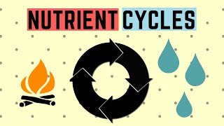 IGCSE BIOLOGY REVISION Syllabus 20  Nutrient Cycles [upl. by Adnik]