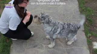 Tutorial  Come insegnare il terra al cane in poche e semplici mosse [upl. by Ecadnak]