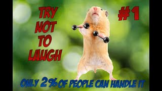 Funny Hamster Videos to MAKE Your Day BETTER PART 1 [upl. by Given]