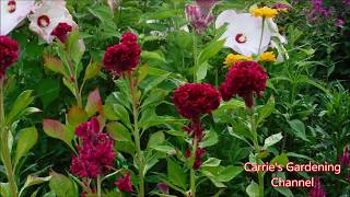 How To Grow Celosia Crested Cleosia Plume Celosia Celosia seedlings update August 2019 [upl. by Scibert712]