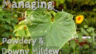 Managing Downy amp Powdery Mildew On Cucumber Squash Zucchini Pumpkin [upl. by Yorgen]