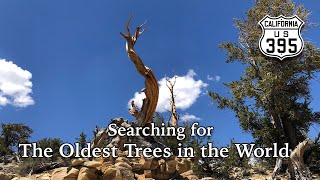 Searching for the Oldest Trees in the World  Ancient Bristlecone Pine Forest [upl. by Harshman185]