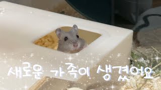 유기햄스터를 입양했어요 adopting an abandoned hamster [upl. by Nelyag211]