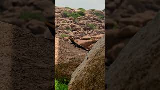 Indian Rock Agama agama nature trendingshorts trending indianrock lizard wildanimals [upl. by Rtoip943]