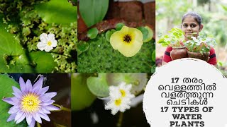 17 തരം വെള്ളത്തിൽ വളർത്തുന്ന ചെടികൾ II 17 types of water plants II Water plant collection [upl. by Lirva683]