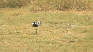 Vanellus spinosus  avefría espinosa  spur winged lapwing [upl. by Elana412]