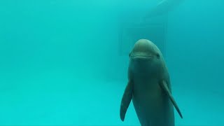 GLOBALink  Endangered finless porpoises spotted in Chinas Yangtze River [upl. by Eanal]