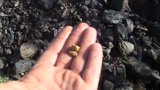 Garrett Infinium finds 14 OZ Gold Nugget in N California [upl. by Akcirred]