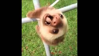 Cute Sloth Falling [upl. by Varney]