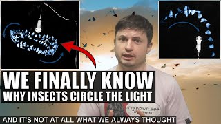 We Were Completely Wrong About Why Bugs Are Attracted To Lights [upl. by Notnef]